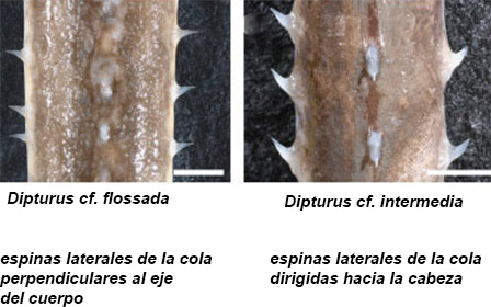 Claves para dos d_batis_03.jpg